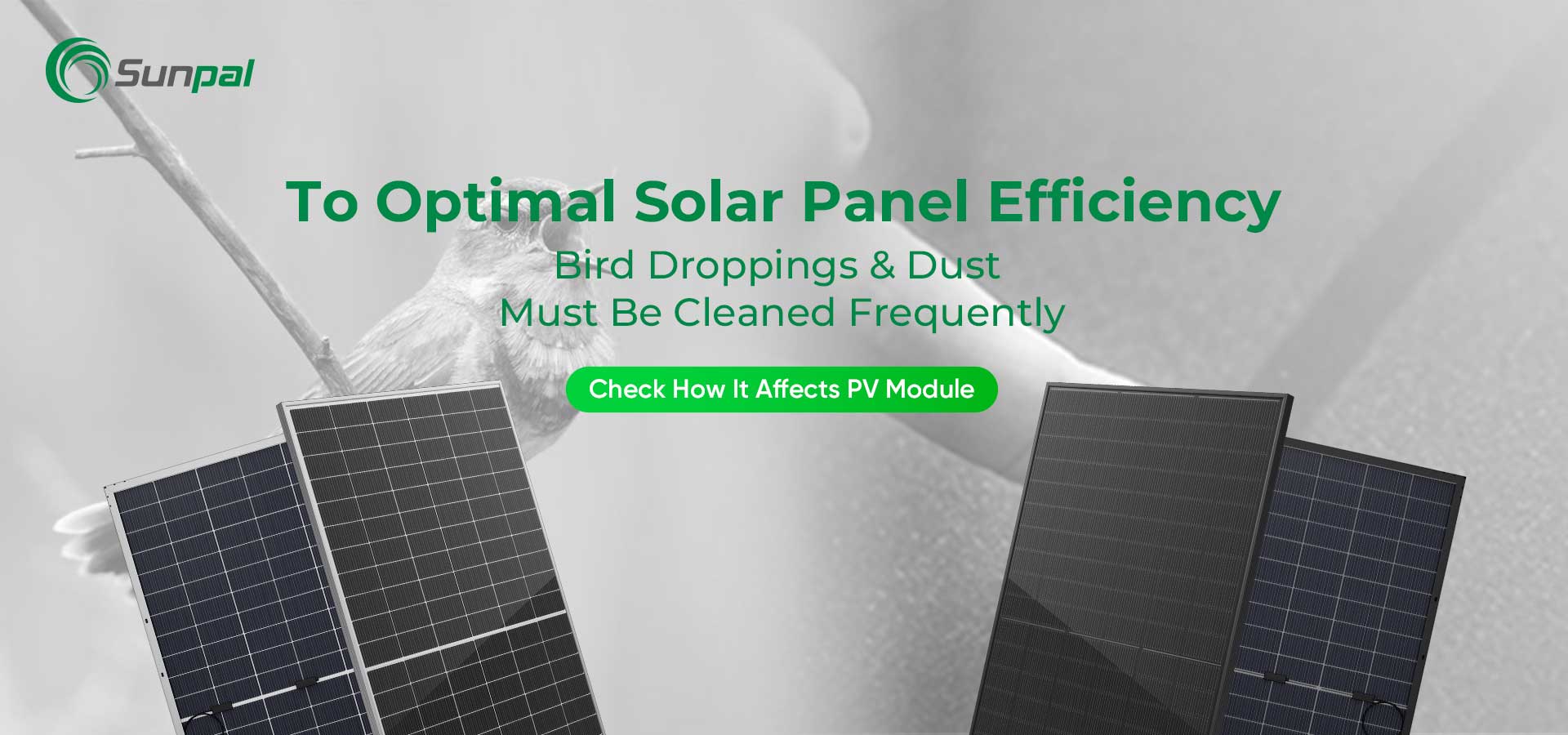 Poussière et fientes d'oiseaux : nettoyage pour des performances optimales des panneaux solaires